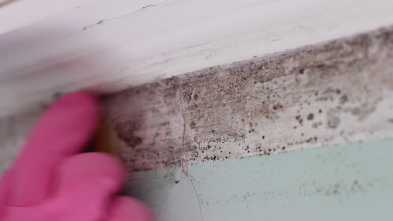 Best Mold Damage Restoration  in Lawrence, NY